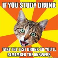 Bad Advice Cat