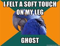 Paranoid Parrot