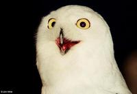 O RLY?
