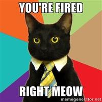 Business Cat