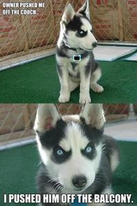 Insanity Puppy