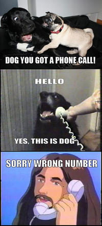 Yes, This is Dog