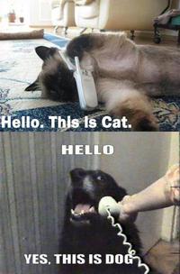 Yes, This is Dog