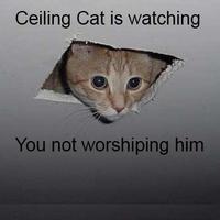 Ceiling Cat