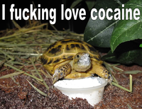 I Fucking Love Cocaine / Cocaine Bear