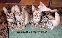 Cats