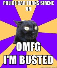 Anxiety Cat