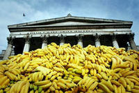 Suddenly, Bananas! Thousands Of Them!
