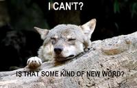 Ignorant to Adversity wolf