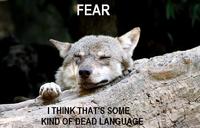 Ignorant to Adversity wolf