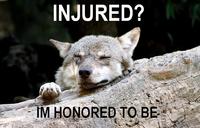 Ignorant to Adversity wolf