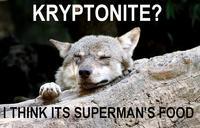 Ignorant to Adversity wolf