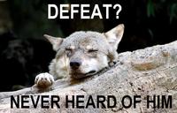 Ignorant to Adversity wolf