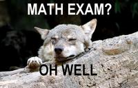 Ignorant to Adversity wolf