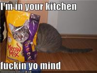 LOLcats