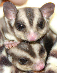 Cute Animals