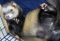 Cute Animals