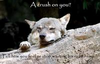 Ignorant to Adversity wolf