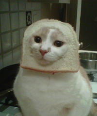 Cat Breading