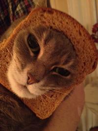 Cat Breading