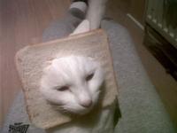 Cat Breading