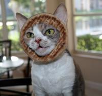 Cat Breading