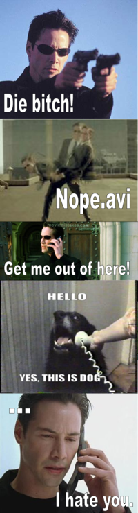 Yes, This is Dog