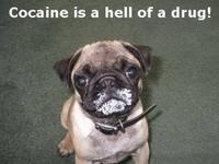 I Fucking Love Cocaine / Cocaine Bear