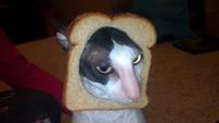 Cat Breading