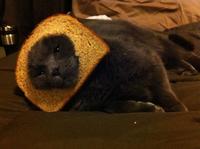 Cat Breading