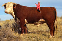 Paula Deen Riding Things