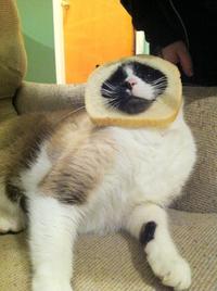 Cat Breading