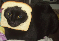 Breading Cats
