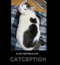 Catception