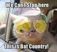 We Can't Stop Here, This is Bat Country