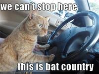 We Can't Stop Here, This is Bat Country