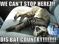 We Can't Stop Here, This is Bat Country