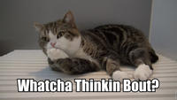 Maru the Cat