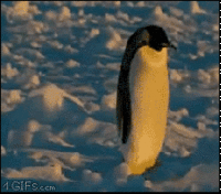 Socially Awkward Penguin