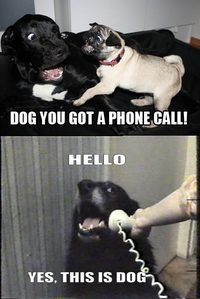 Yes, This is Dog
