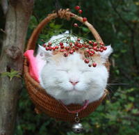 Shironeko / Basket Cat