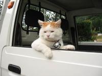 Shironeko / Basket Cat