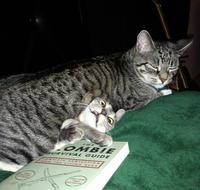 Cats