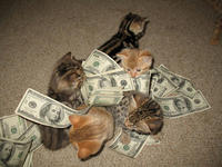 Cats