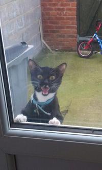 Cats