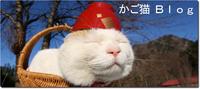 Shironeko / Basket Cat