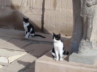 Cats