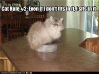 If It Fits I Sits