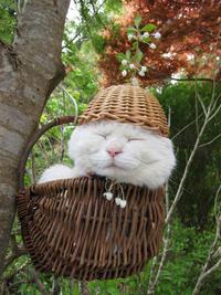 Shironeko / Basket Cat