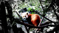 Wigglegrams